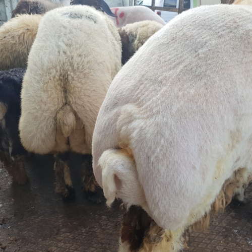 Trading Long Group - Cattle