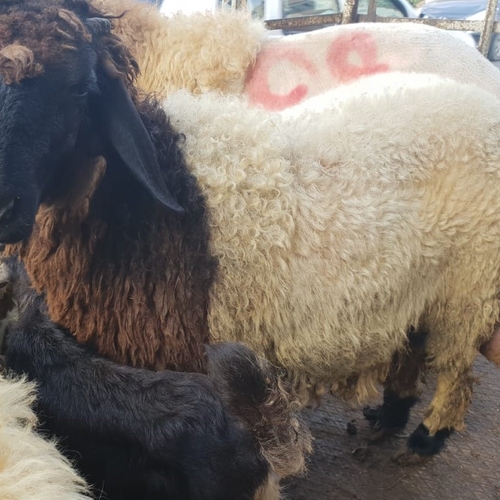 Trading Long Group - Cattle