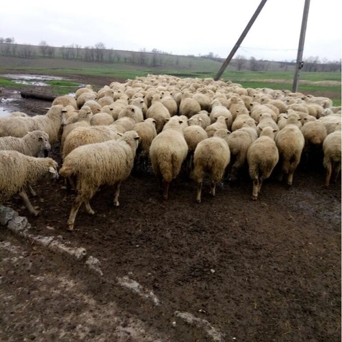 Trading Long Group - Cattle