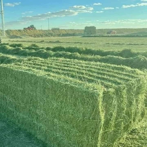 Trading Long Group - Alfalfa