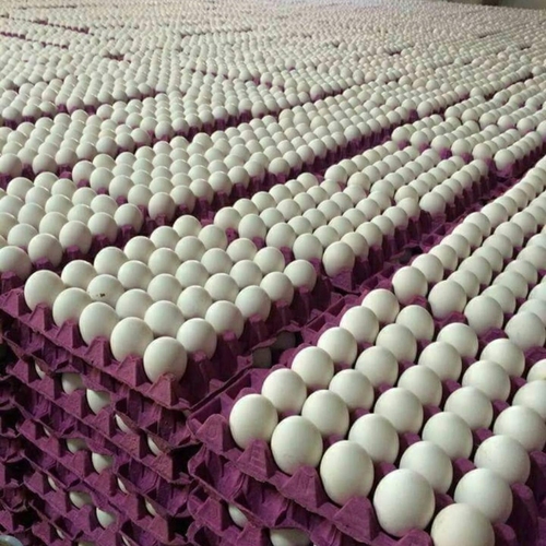 Trading Long Group - Chicken Eggs