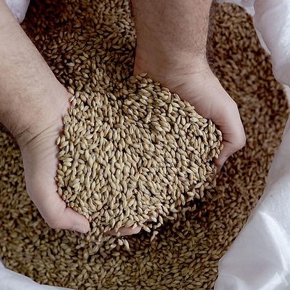Trading Long Group - Animal Feed Barley