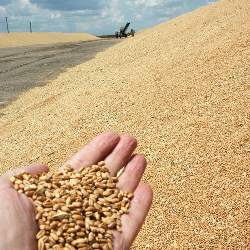Trading Long Group - WHEAT GRAIN