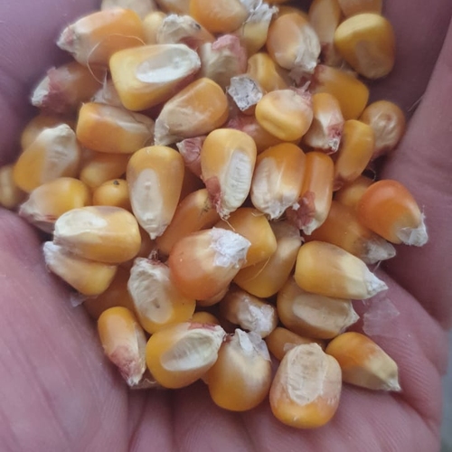 Trading Long Group - YELLOW CORN