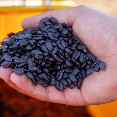 Trading Long Group - Sunflower Seeds