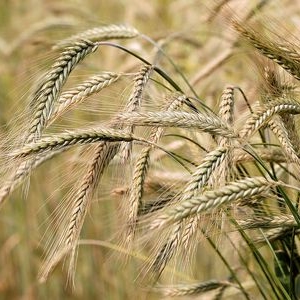 Trading Long Group - BARLEY